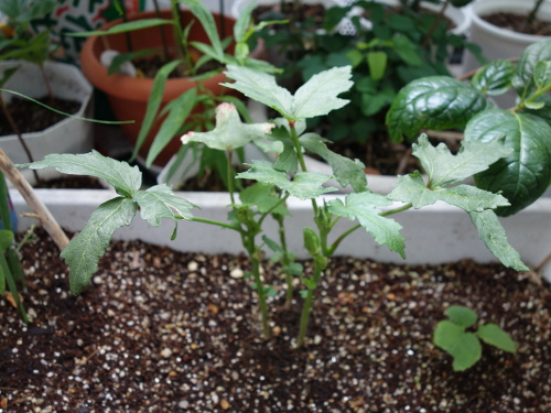 オクラの苗