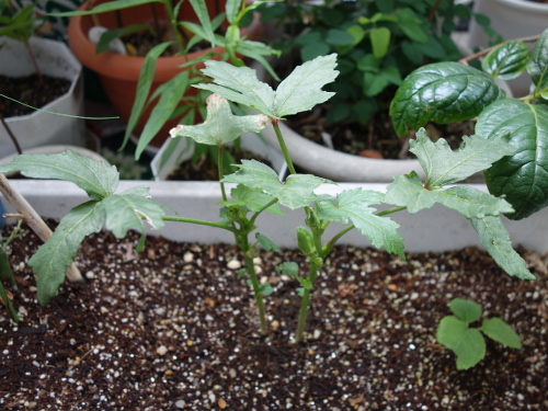 オクラの苗