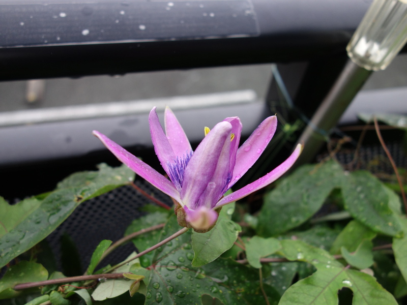 Passiflora Amethyst