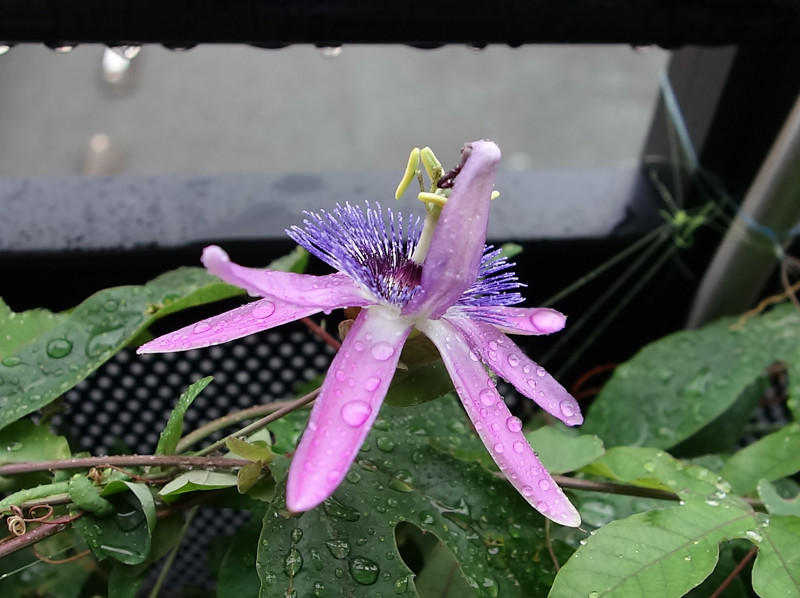 Passiflora Amethyst