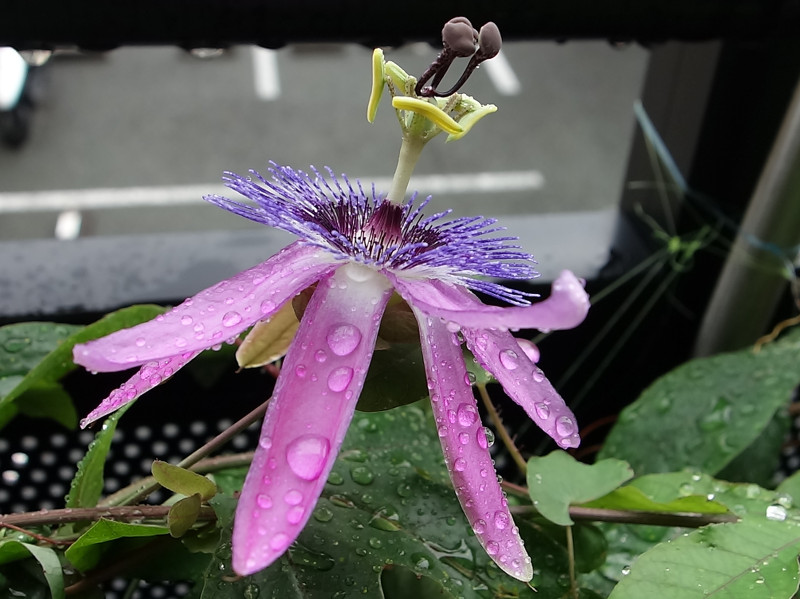 Passiflora Amethyst