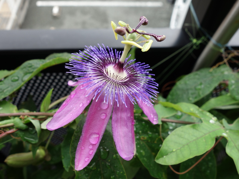 Passiflora Amethyst