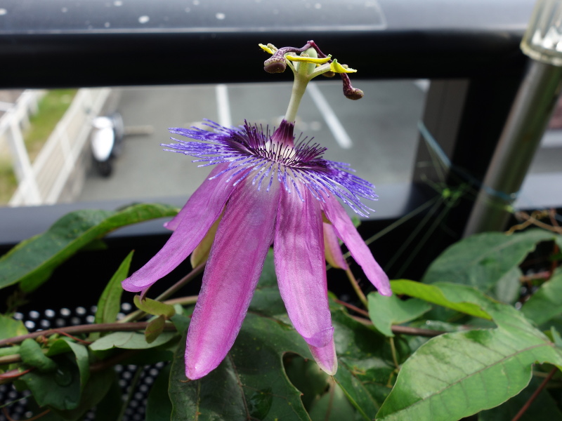Passiflora Amethyst