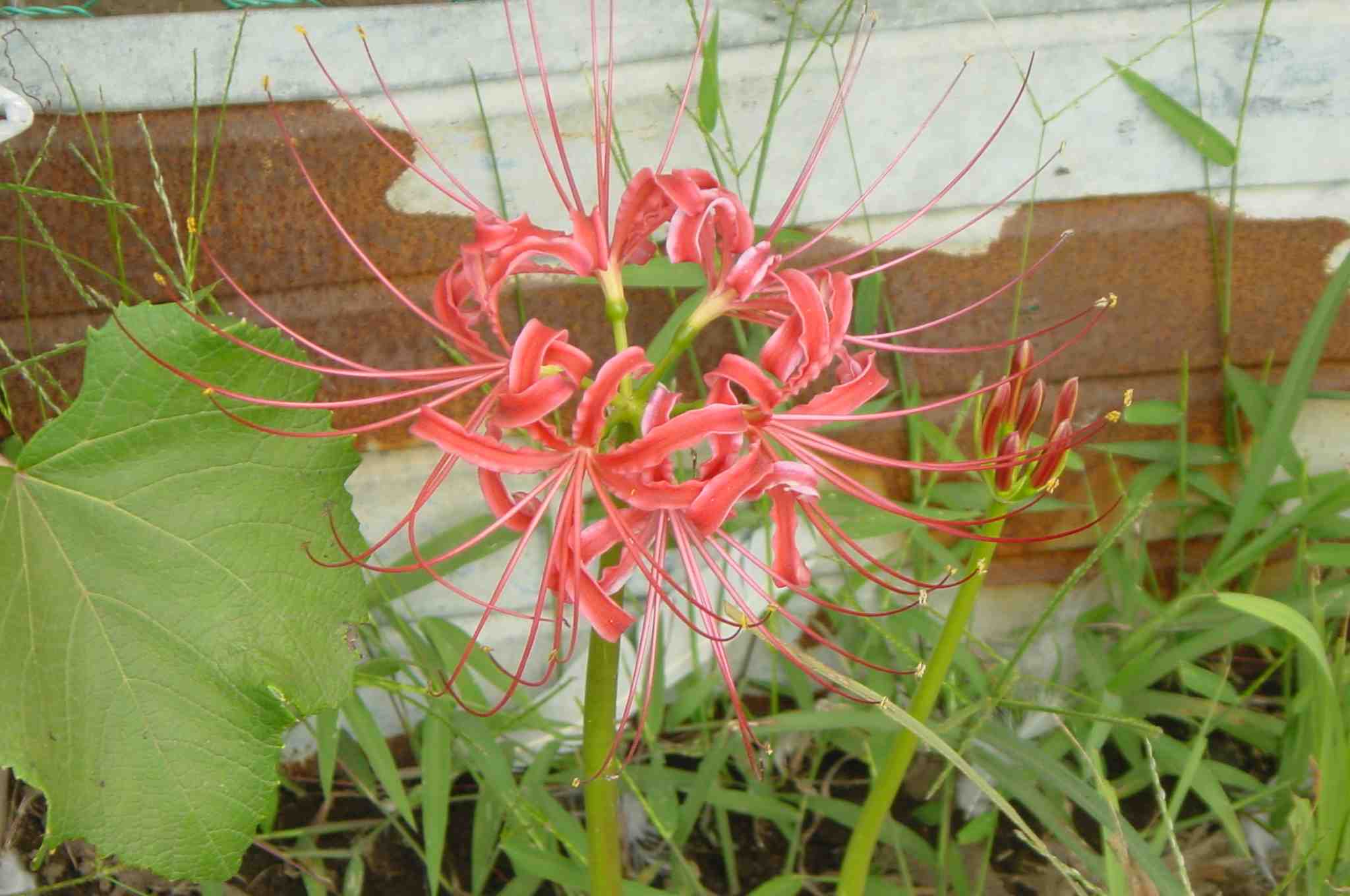 cluster amaryllis