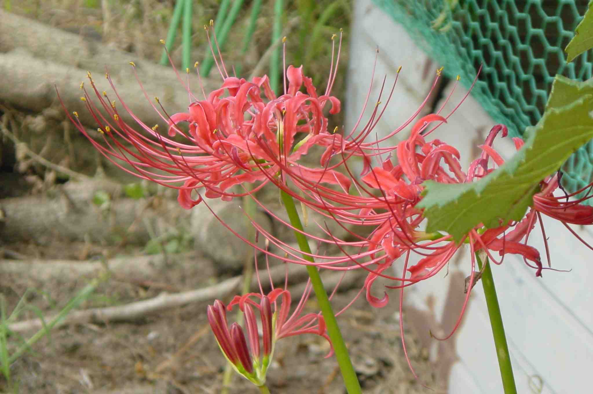 cluster amaryllis