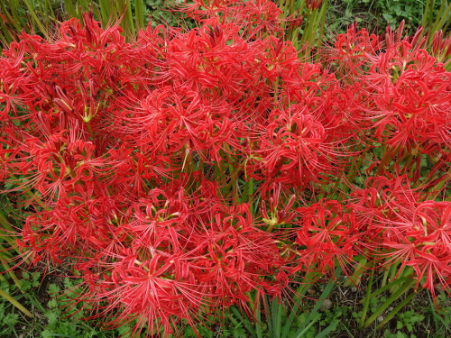 cluster amaryllis