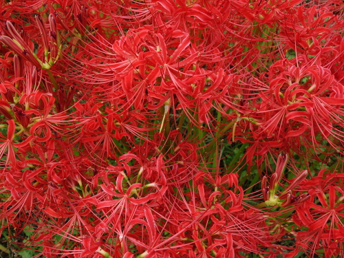cluster amaryllis