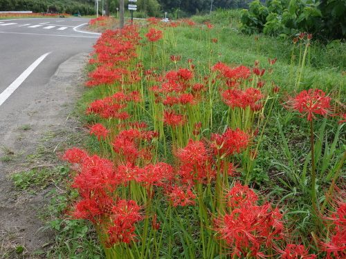 cluster amaryllis