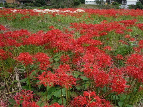 cluster amaryllis