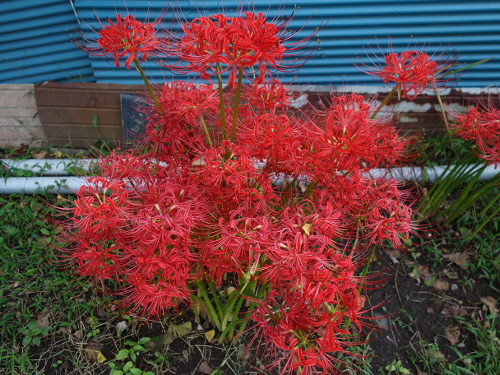 cluster amaryllis