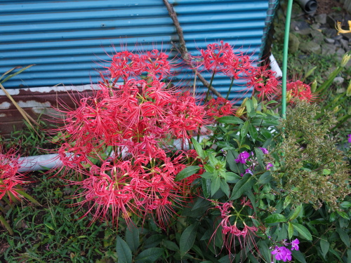 cluster amaryllis