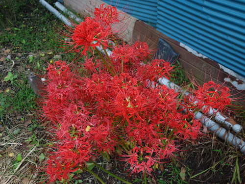 cluster amaryllis