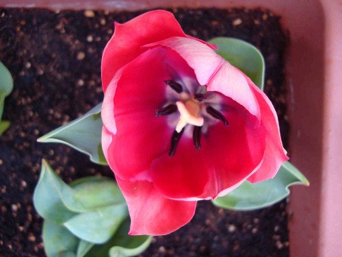 Tulip Bulb