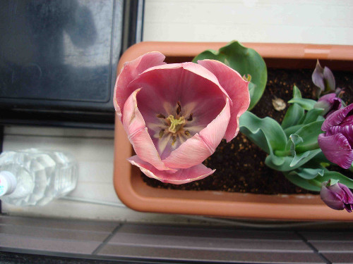 Tulip Bulb