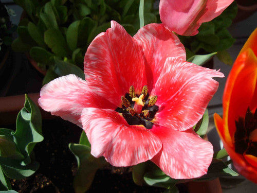 Tulip Flowering