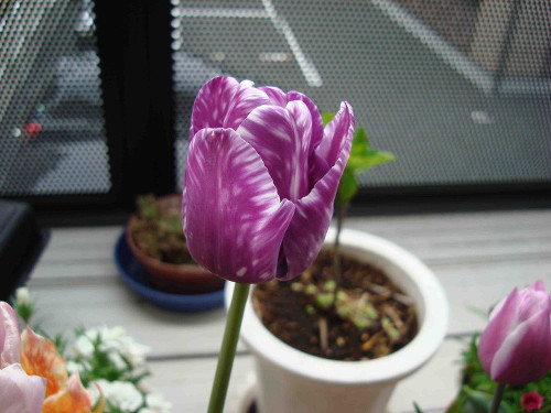Tulip Flowering
