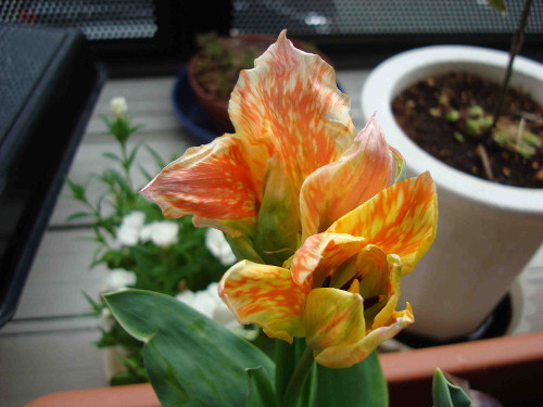 Tulip Flowering