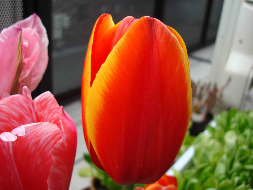 Tulip Flowering