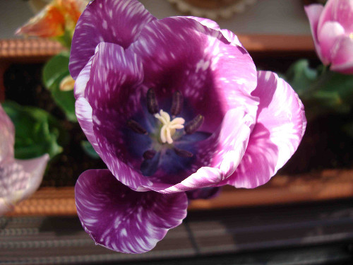 Tulip Flowering