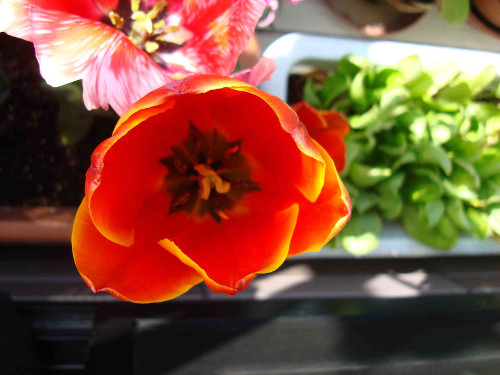 Tulip Flowering