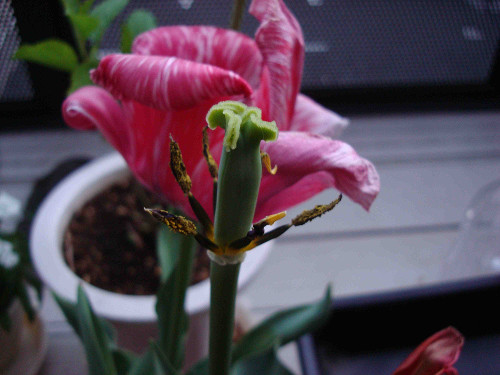 Tulip Flowering