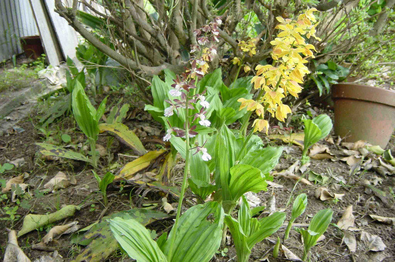 Japanese Calanthe