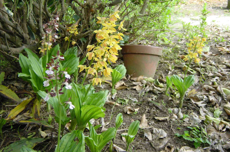 Japanese Calanthe
