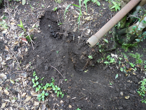 野生動物が掘った穴