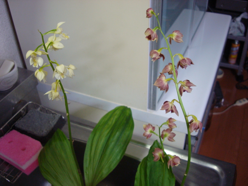 Japanese Calanthe