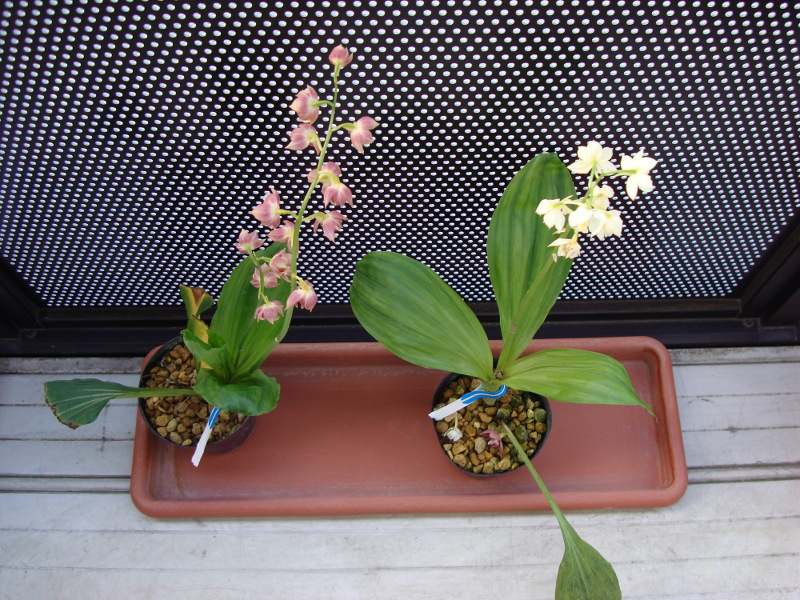 Japanese Calanthe