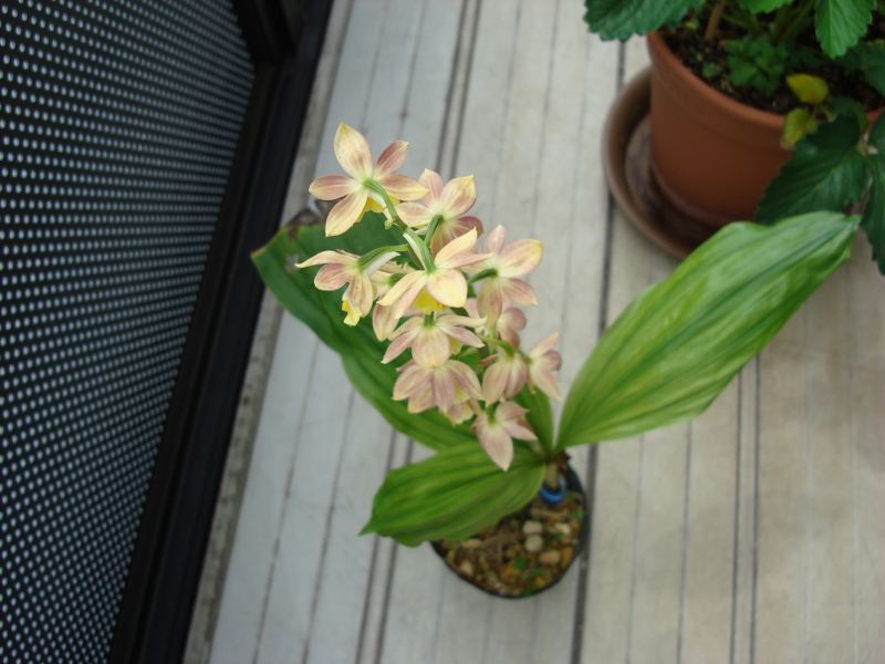 Japanese Calanthe