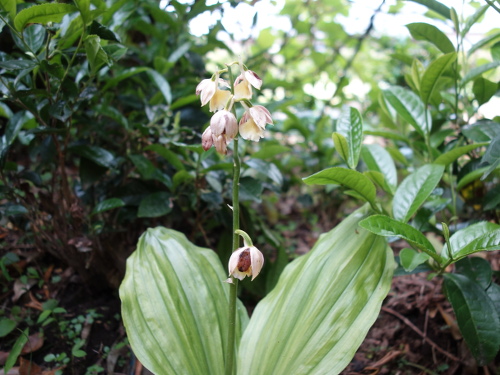 Japanese Calanthe