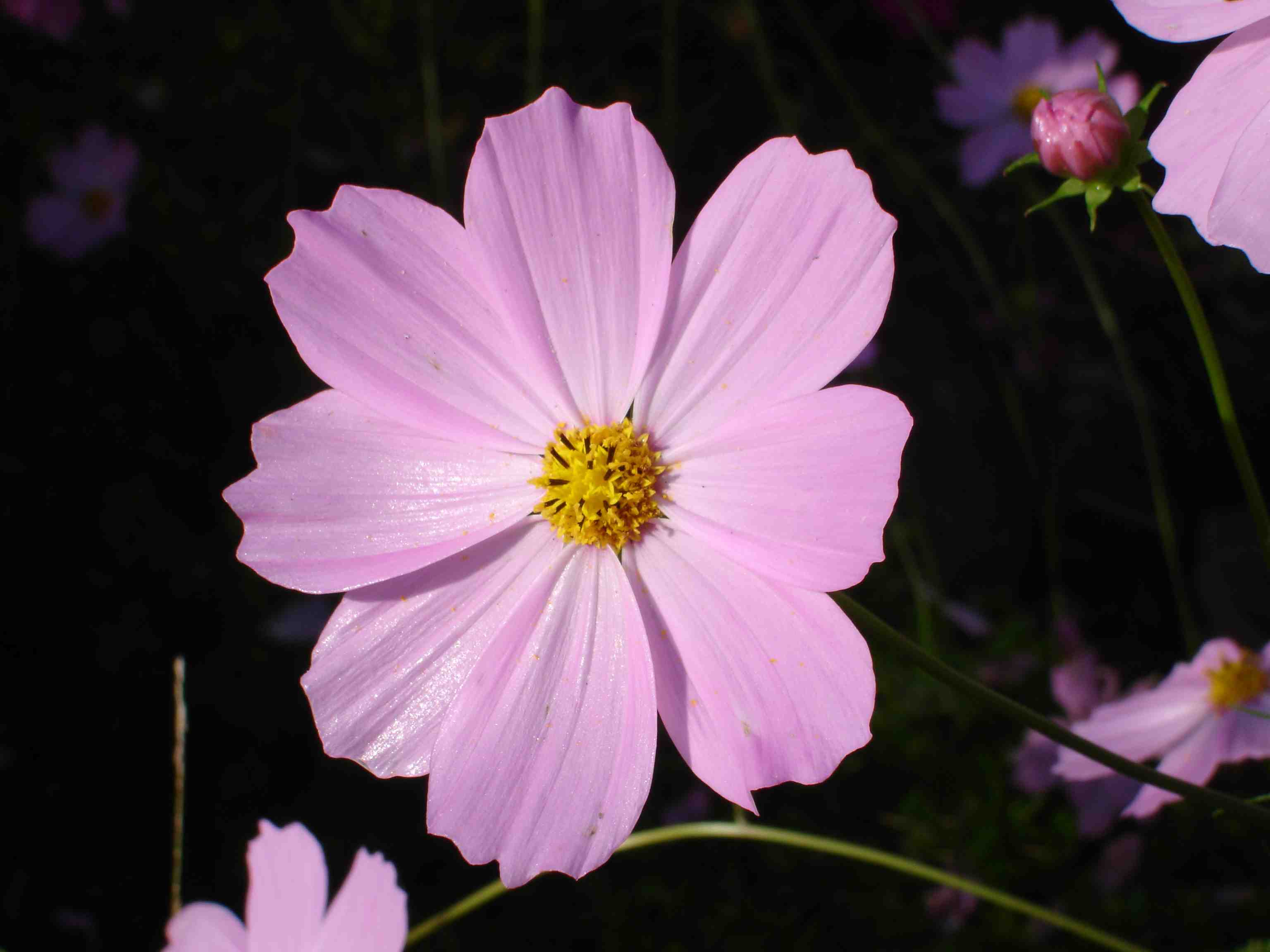 cosmos