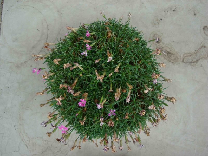 dianthus