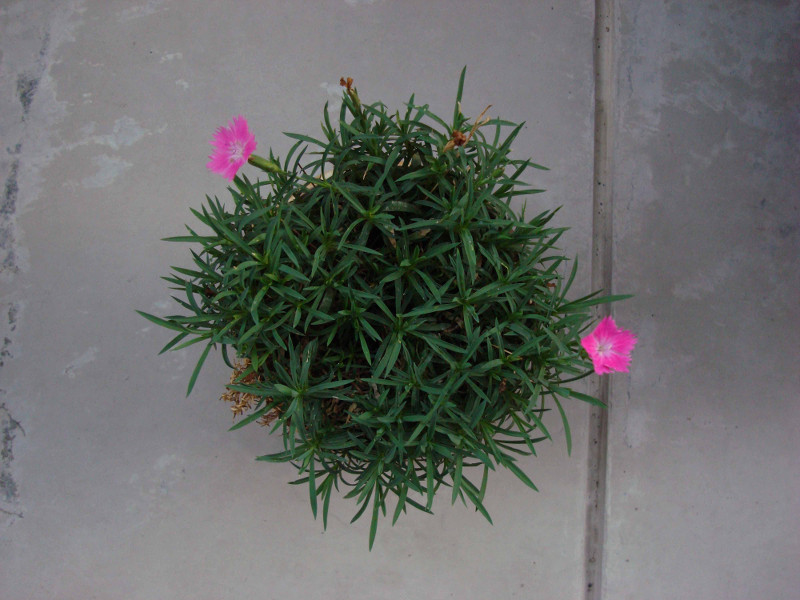 dianthus