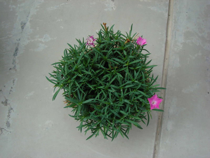 dianthus