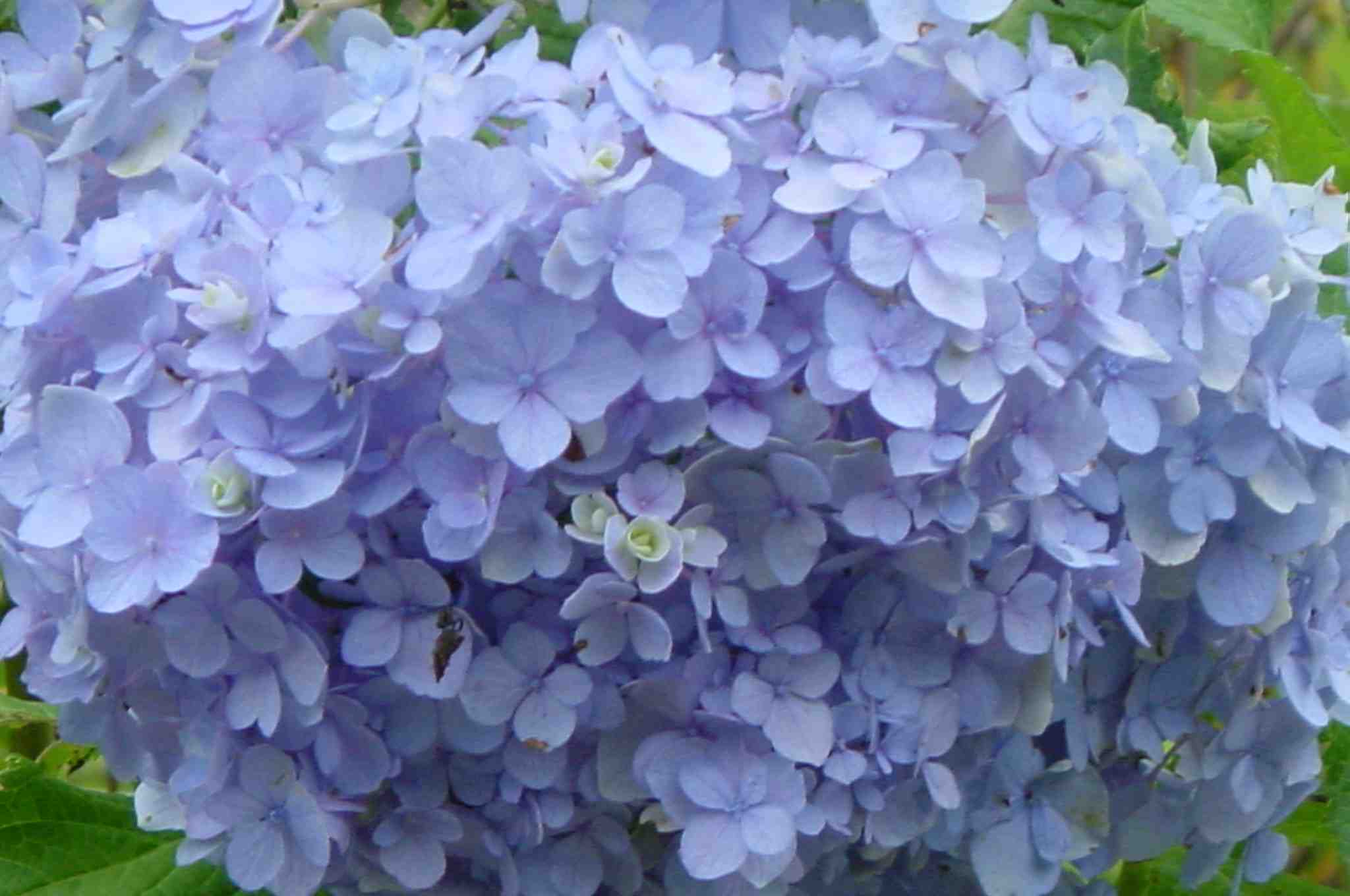 Hydrangea