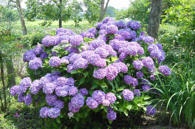 Hydrangea