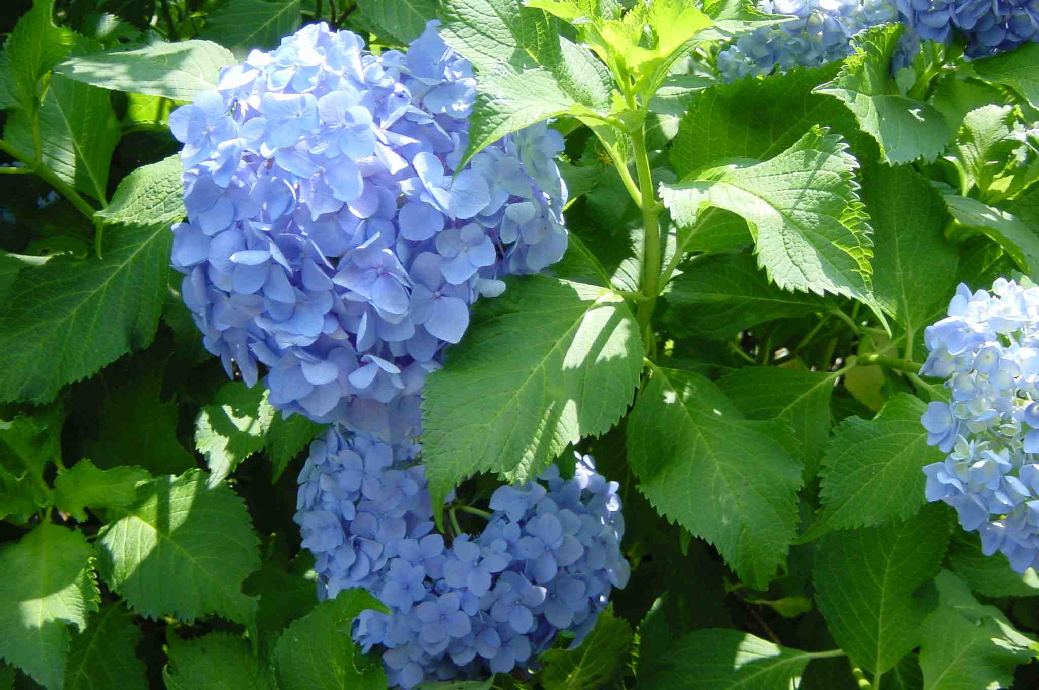 Hydrangea