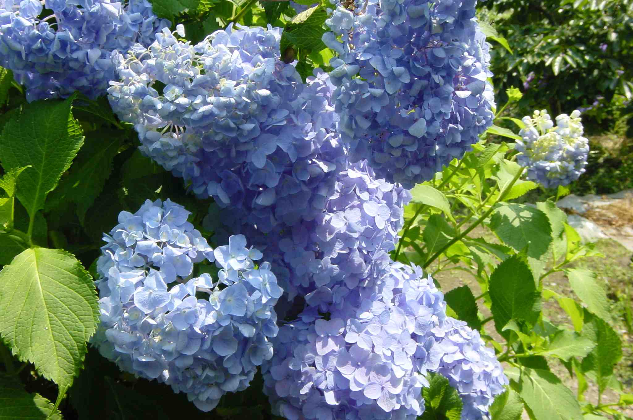Hydrangea