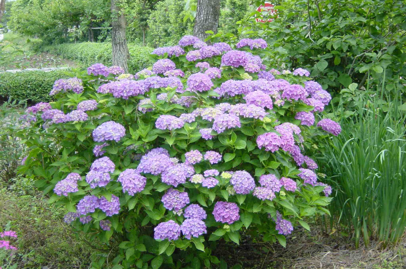 Hydrangea