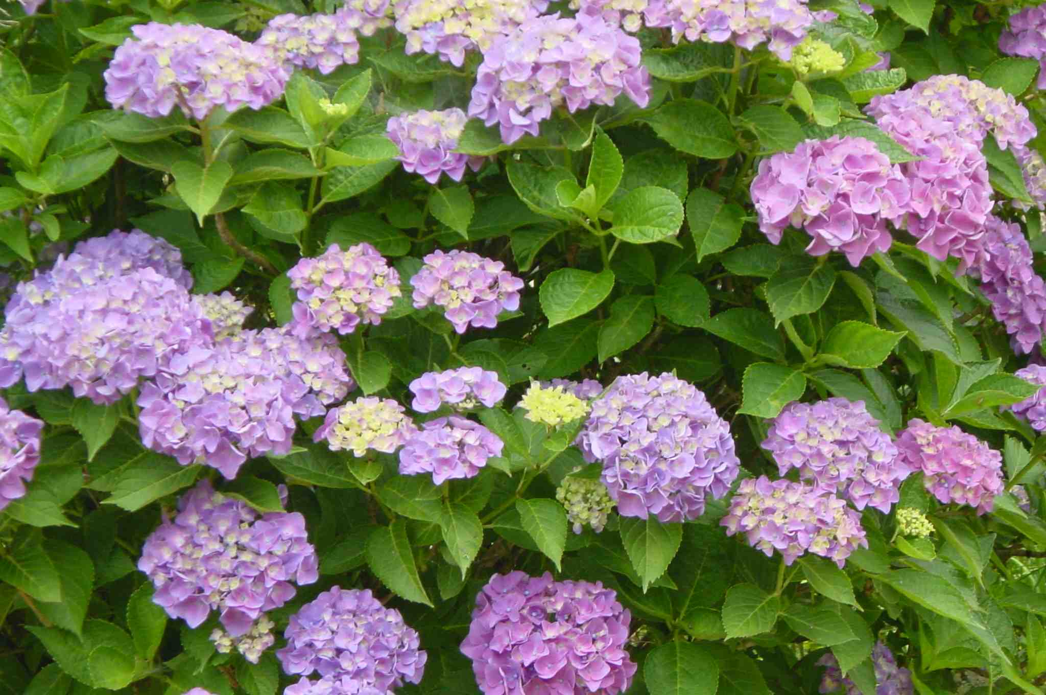 Hydrangea
