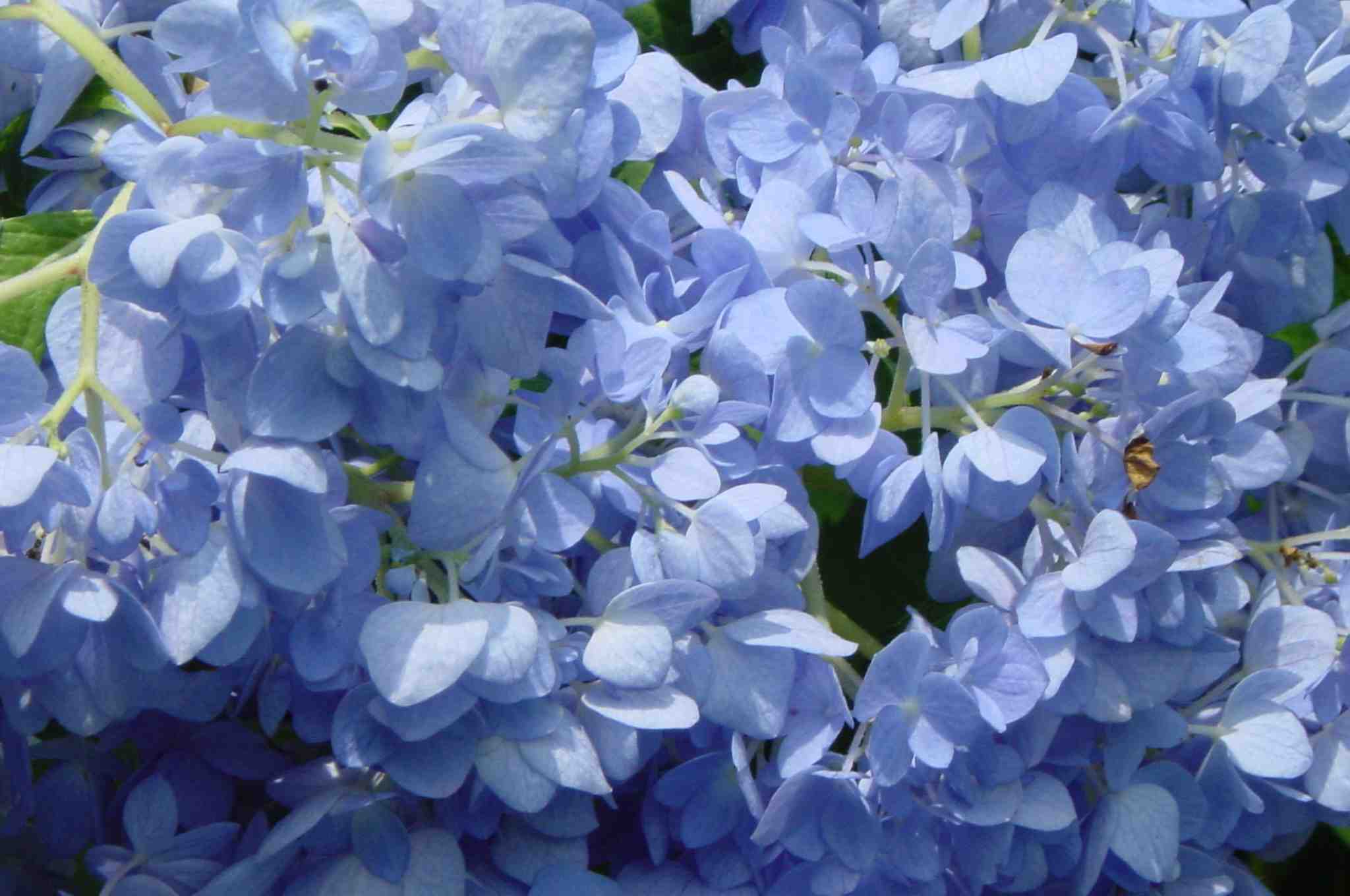Hydrangea