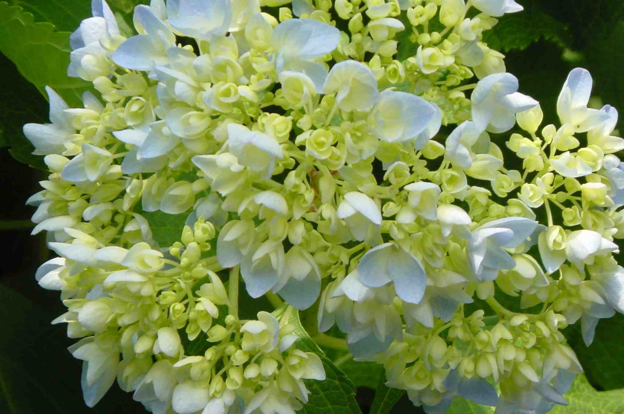Hydrangea