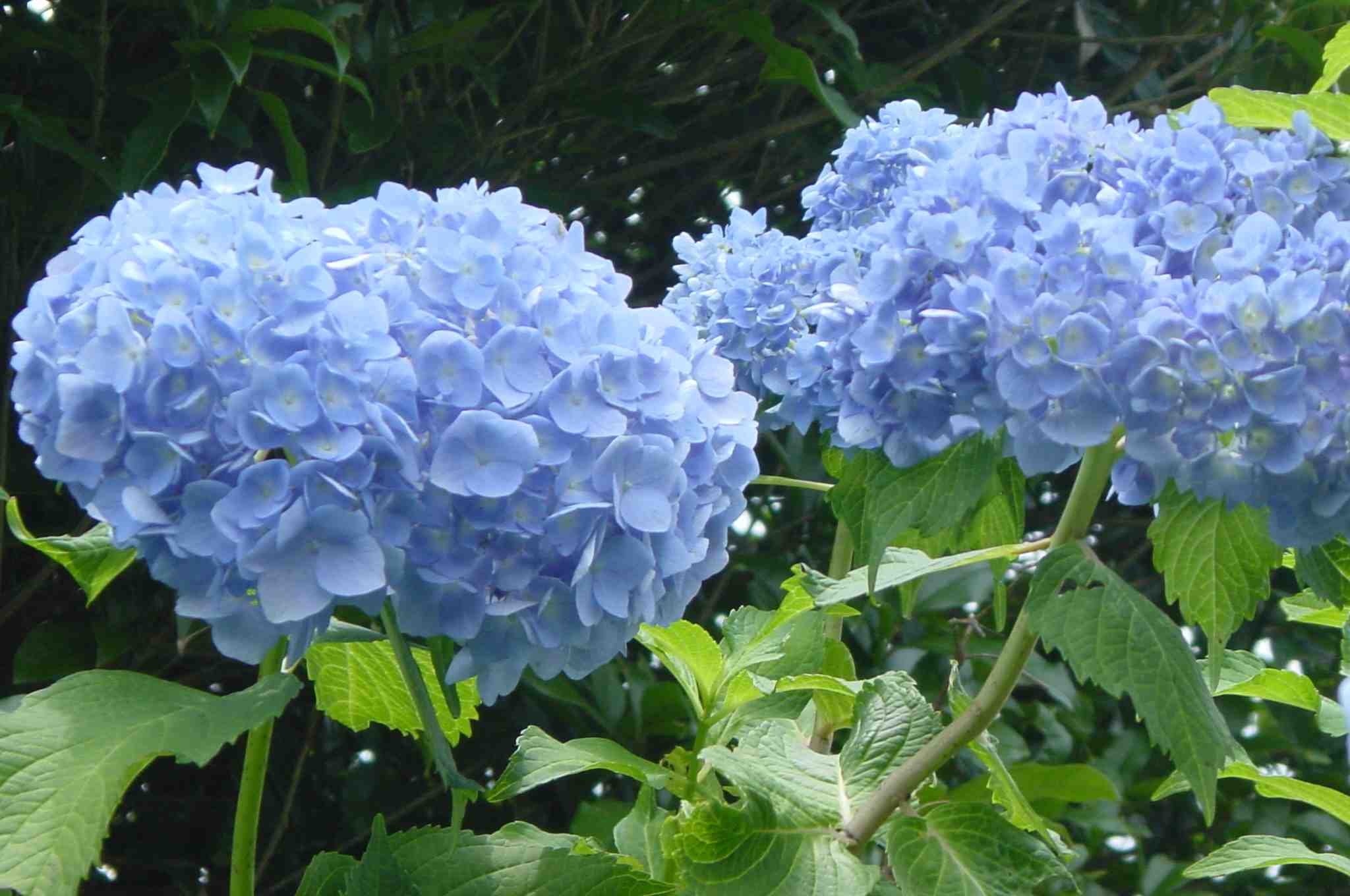 Hydrangea