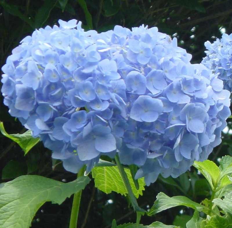 Hydrangea