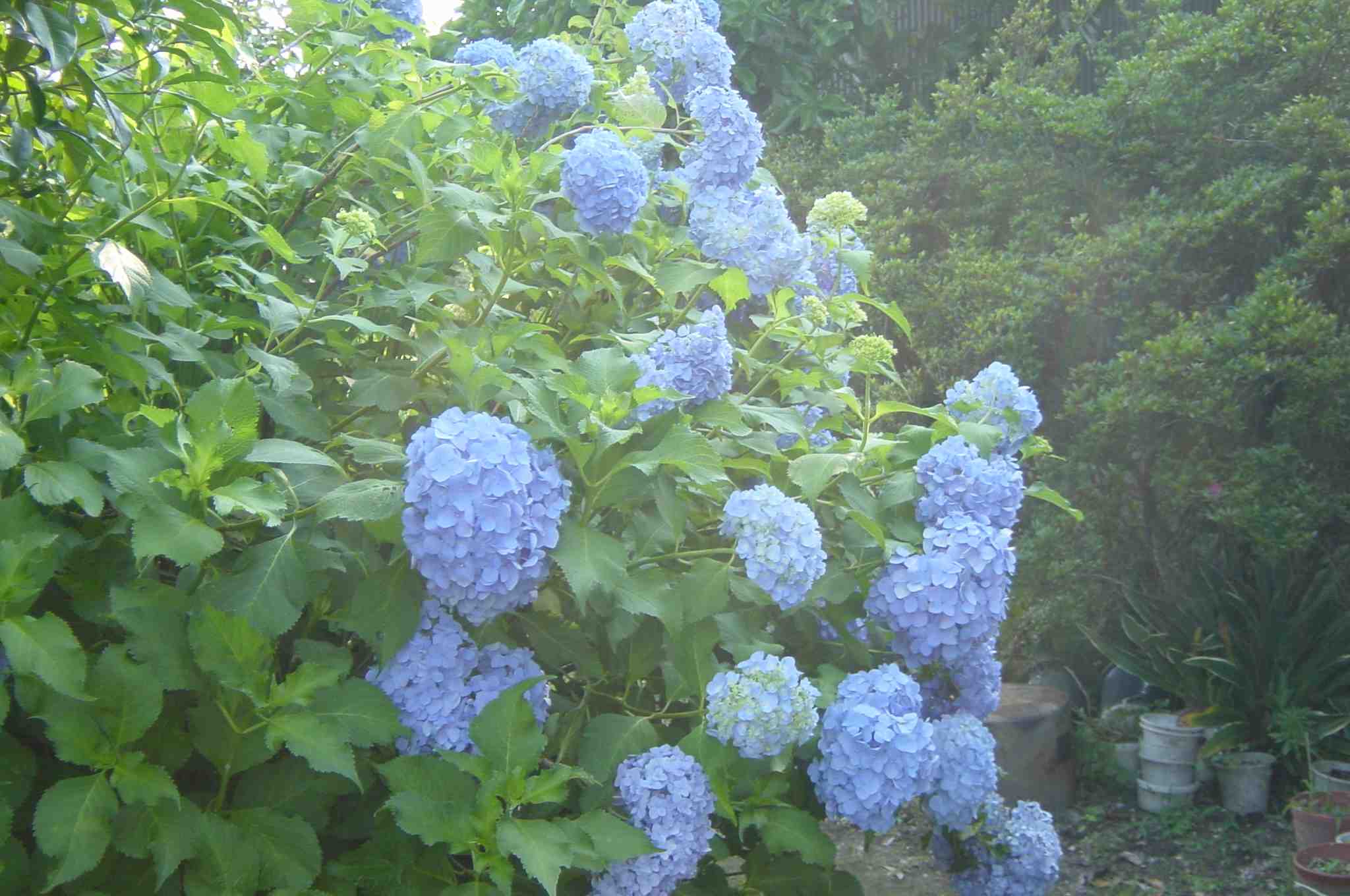 Hydrangea