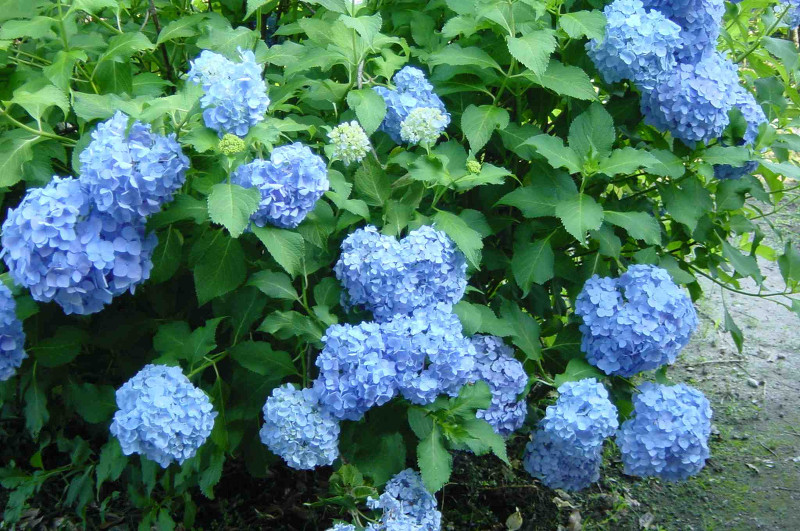Hydrangea