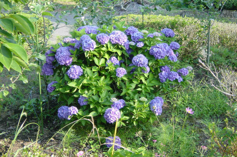 Hydrangea