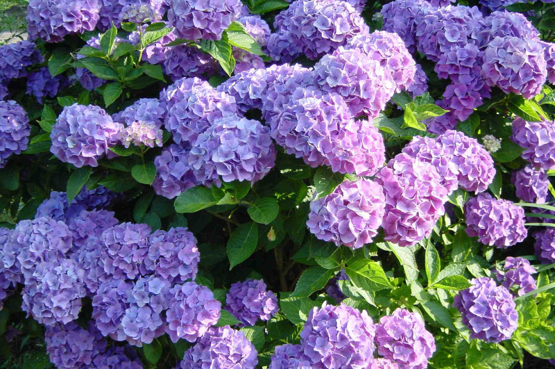 Hydrangea